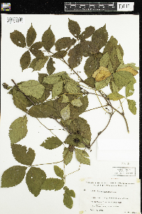 Rubus canadensis image