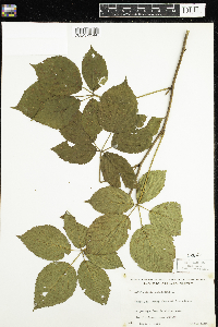 Rubus canadensis image