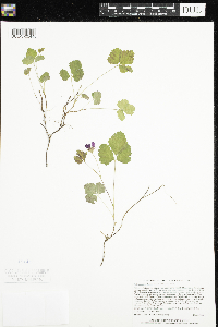 Rubus arcticus image