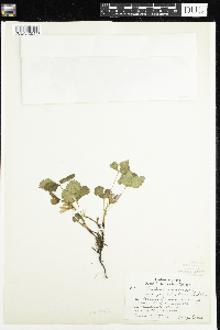 Rubus arcticus subsp. acaulis image