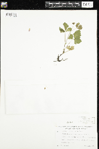 Rubus arcticus image