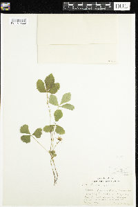 Rubus arcticus subsp. acaulis image