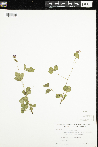 Rubus arcticus subsp. acaulis image