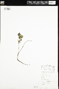 Rubus arcticus subsp. acaulis image