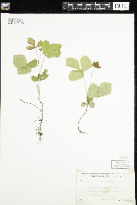 Rubus arcticus subsp. acaulis image