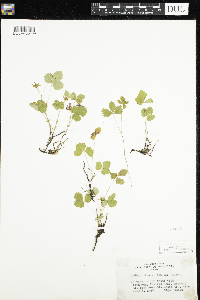 Rubus arcticus image