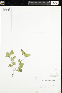 Rubus arcticus subsp. acaulis image