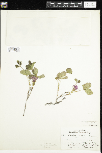 Rubus arcticus image