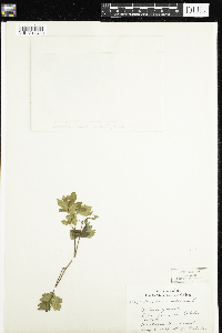 Image of Rubus arcticus