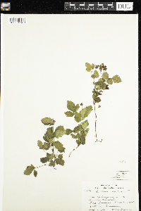 Rubus arcticus image