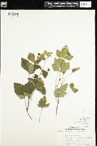 Rubus arcticus image