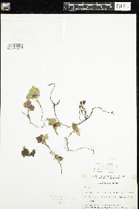 Rubus arcticus subsp. acaulis image