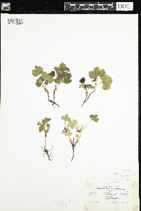 Rubus arcticus image