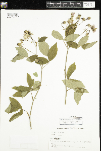 Rosa setigera image