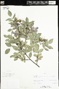 Rosa setigera image