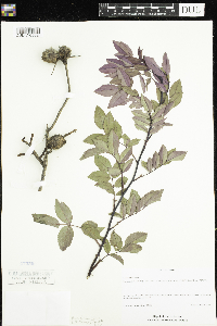 Rosa setigera image