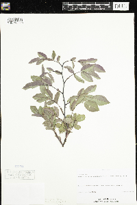 Rosa setigera image