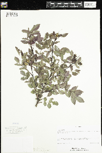 Rosa setigera image