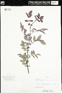 Rosa setigera image