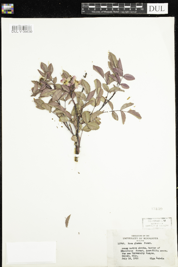 Rosa glauca image