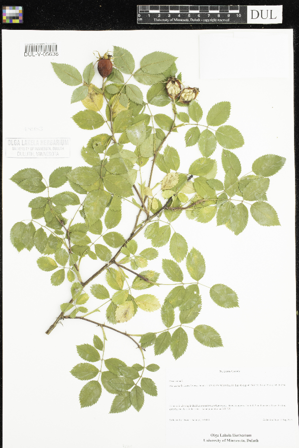 Rosa canina image