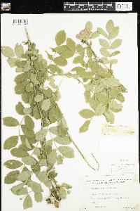 Rosa arkansana image