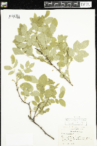 Rosa acicularis image