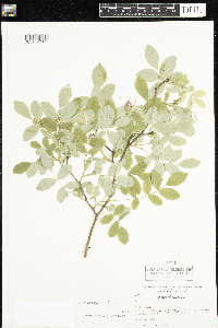 Rosa acicularis image