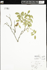 Rosa acicularis image