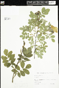 Rosa acicularis image