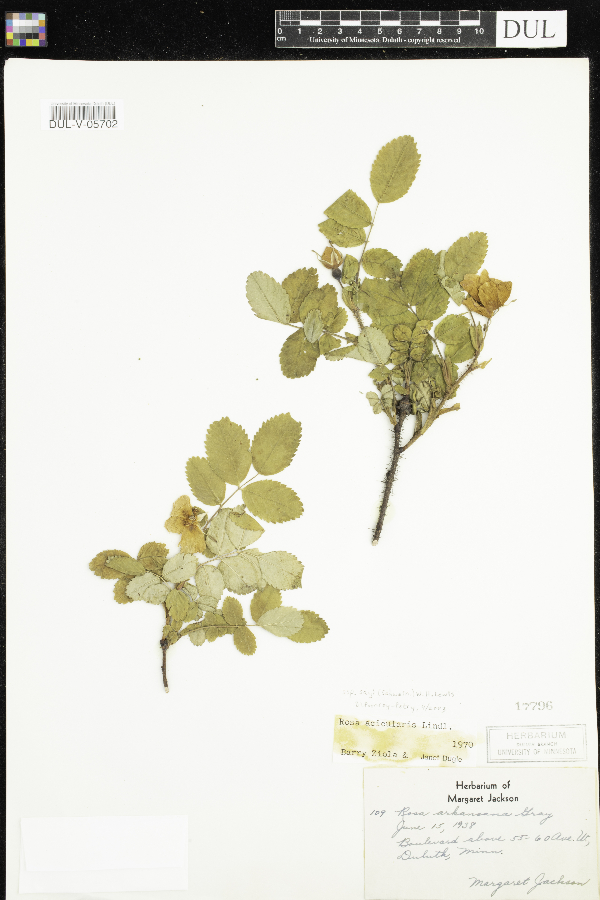 Rosa acicularis subsp. sayi image