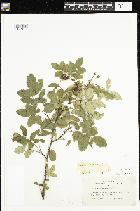 Rosa acicularis subsp. sayi image