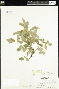 Rosa acicularis subsp. sayi image