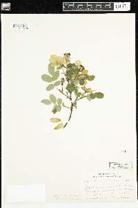 Rosa acicularis subsp. sayi image