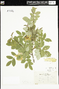 Rosa acicularis subsp. sayi image