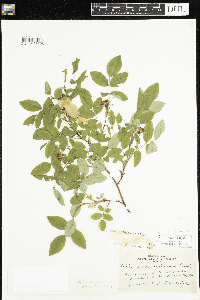 Rosa acicularis subsp. sayi image