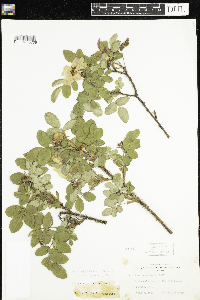 Rosa acicularis subsp. sayi image