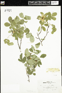 Rosa acicularis subsp. sayi image