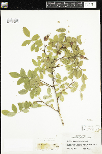 Rosa acicularis subsp. sayi image