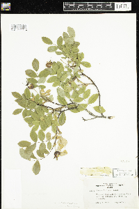 Rosa acicularis subsp. sayi image