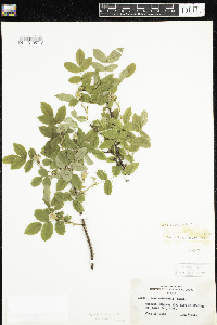 Rosa acicularis subsp. sayi image