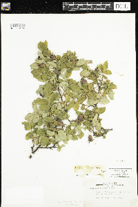 Rosa acicularis subsp. sayi image