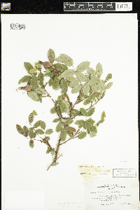 Rosa acicularis subsp. sayi image