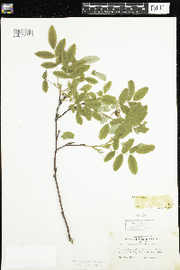 Rosa acicularis subsp. sayi image