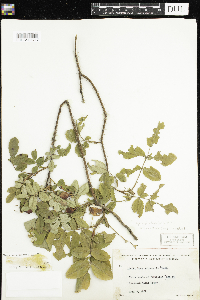 Rosa acicularis subsp. sayi image