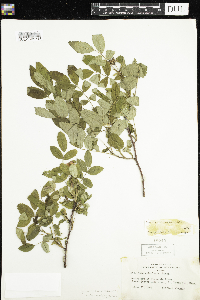 Rosa acicularis subsp. sayi image