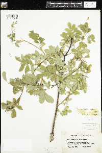 Rosa acicularis subsp. sayi image