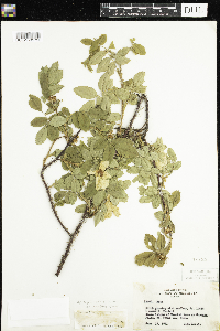 Rosa acicularis subsp. sayi image