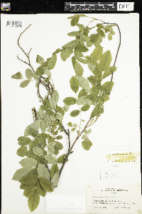 Rosa acicularis subsp. sayi image