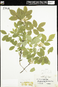 Rosa acicularis subsp. sayi image